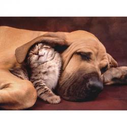 Puzzle Cuddles 500pzs - Imagen 2