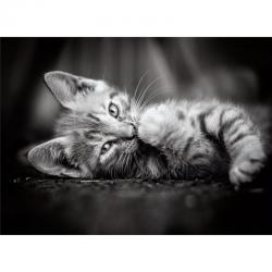 Puzzle Kitty 1000pzs - Imagen 2