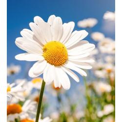 PRUEBA_GESIO_02 - Imagen 3